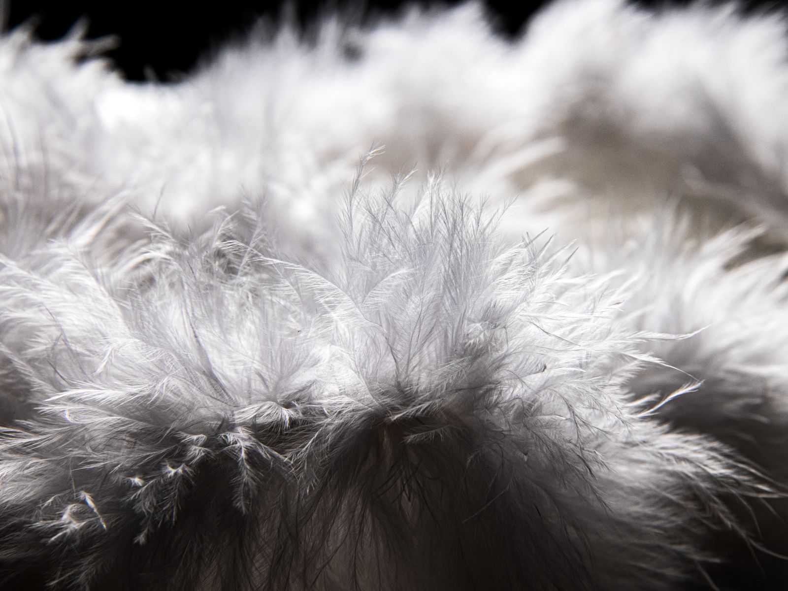 Eddie Bauer, hypothermia and the down jacket