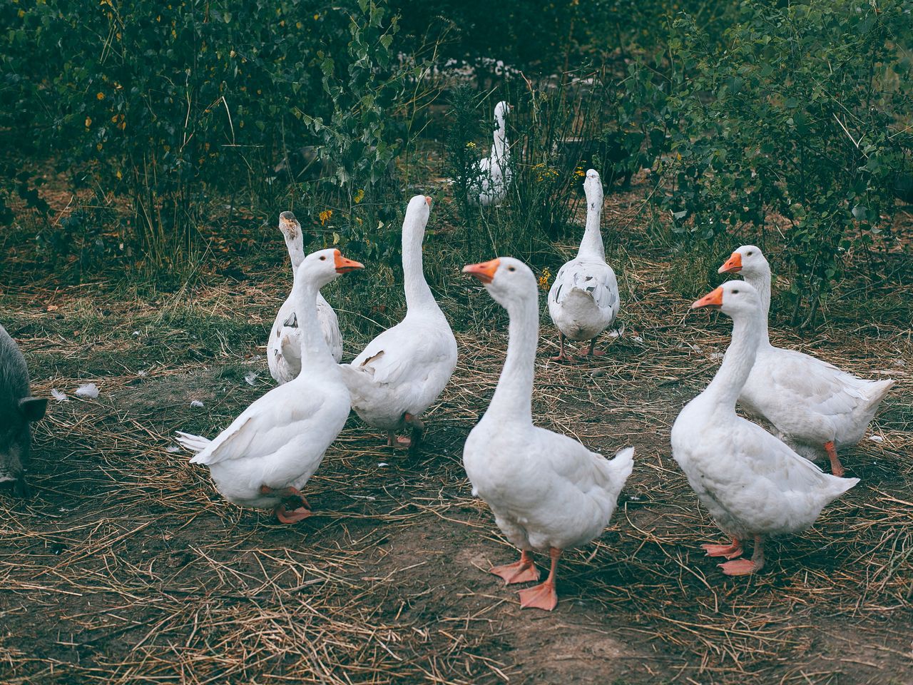 RDS, live plucking and recycled down: the real picture